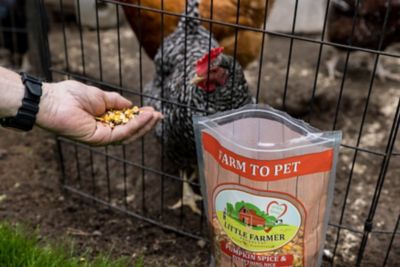 Image showing 5 th Little Farmer Products Pumpkin Spice & Everything Nice Chicken Treat, 3 lb.