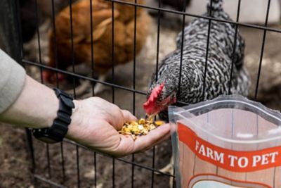 Image showing 6 th Little Farmer Products Pumpkin Spice & Everything Nice Chicken Treat, 3 lb.