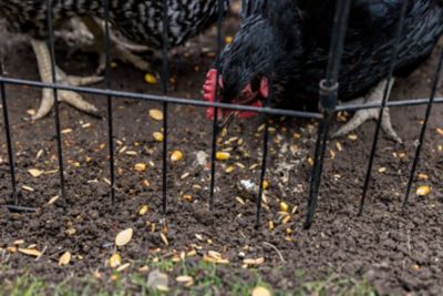 Image showing 7 th Little Farmer Products Pumpkin Spice & Everything Nice Chicken Treat, 3 lb.