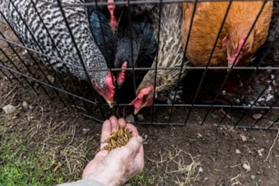 Image showing  Good Deal Grubs Black Soldier Fly Larvae Chicken Treat