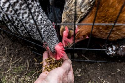 Image showing 5 th Little Farmer Products Good Deal Grubs Black Soldier Fly Larvae Chicken Treat