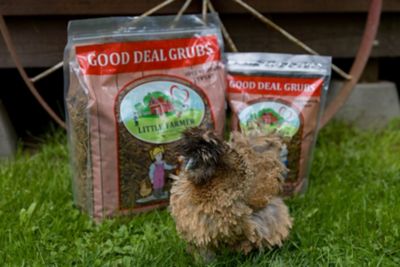 Image showing 6 th Little Farmer Products Good Deal Grubs Black Soldier Fly Larvae Chicken Treat