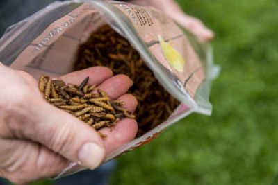 Image showing  Good Deal Grubs Black Soldier Fly Larvae Chicken Treat