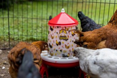 Image showing  Backyard Poultry Layer Kit: Rollout Nest Box, 5L Drinker & 4Kg Feeder with Legs, Egg Carton, Feed Scoop