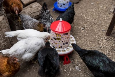 Image showing  Backyard Poultry Layer Kit: Rollout Nest Box, 5L Drinker & 4Kg Feeder with Legs, Egg Carton, Feed Scoop