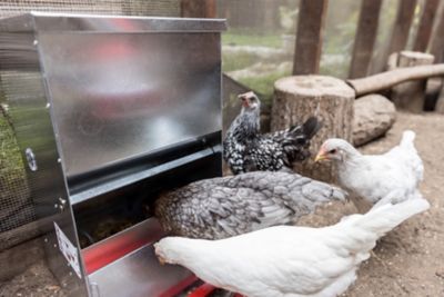 Image showing  40lb Automatic Metal Poultry Treadle Feeder, Rust-Resistant, Self-Adjusting & Eco-Friendly Feed Management