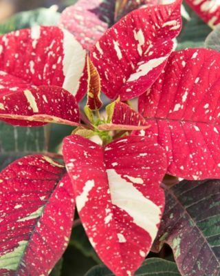 Image showing 10 in. Poinsettia