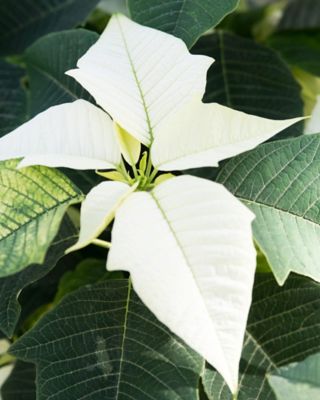 Image showing 10 in. Poinsettia