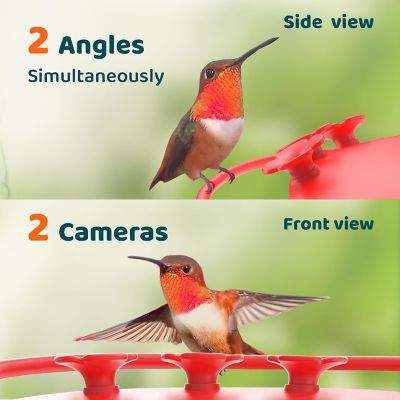 Image showing  The Ultimate Smart Bird Feeder: Effortless Sun-Powered Operation, Easy-Clean Design & Automatic Bird Tracking