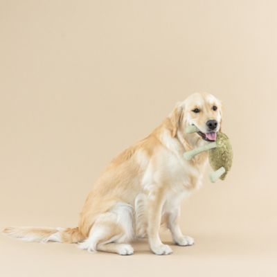 Image showing  Frog Toy