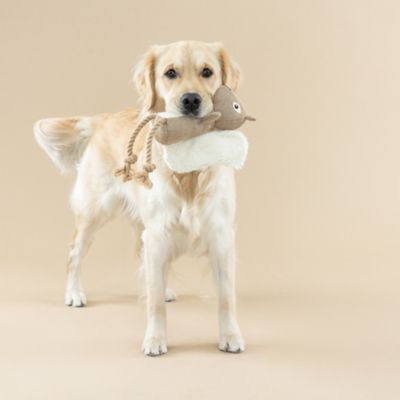 Image showing  Squirel Dog Toy