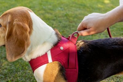 Image showing  Clasp Air Mesh Dog Harness Extra Small Ruby