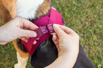 Image showing 3 th Curli Clasp Air Mesh Dog Harness Extra Small Ruby