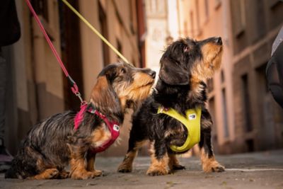 Image showing 5 th Curli Clasp Air Mesh Dog Harness Extra Small Ruby