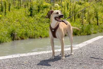 Image showing  Stretch Comfort Leash Medium Moss