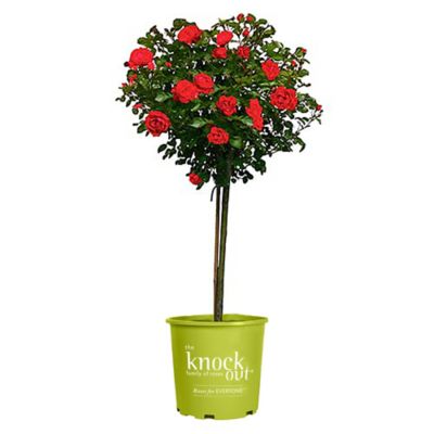 Knockout 3 gal. Rose Tree