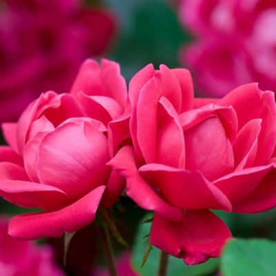Image showing  3 gal. Rose Tree