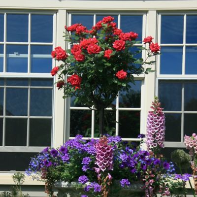 Image showing  3 gal. Rose Tree