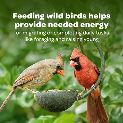 Image showing  Supreme Wild Bird Food