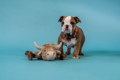 Image showing 9 th Retriever Floppy Critter Plush Dog Toy, Assorted Styles