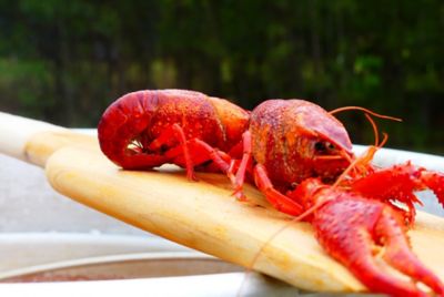 Image showing  35 in. Wooden Cajun Stir Paddle