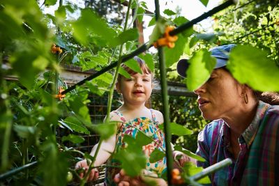 Image showing 8 th C-BITE Tangerine Orange Stake Clips for 7/16 in. diameter stakes, 100 ct.