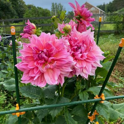 Image showing  Incognito Green C-BITE Stake Clips for 7/16 in. diameter stakes, 100 ct.