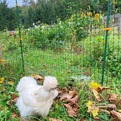 Image showing  10-12 mm Garden Plant Support Clips, Tangerine, 1,000-Pack