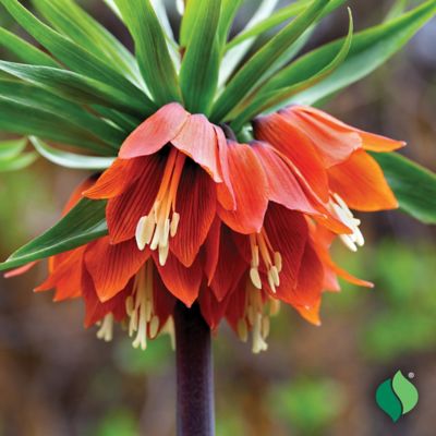 Image showing  Fritillaria Rubra, 1 pk.