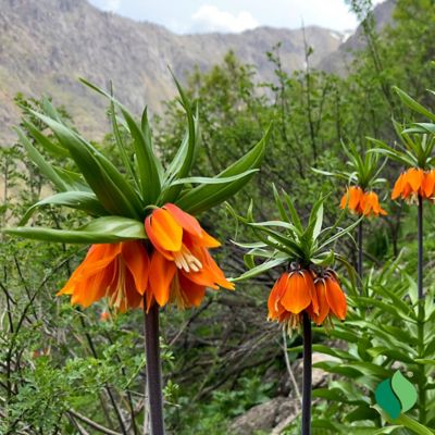 Image showing  Fritillaria Rubra, 1 pk.