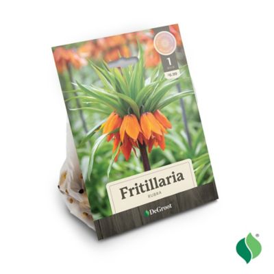 Image showing  Fritillaria Rubra, 1 pk.