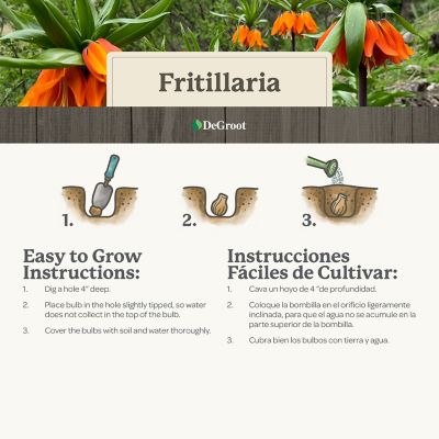 Image showing  Fritillaria Rubra, 1 pk.