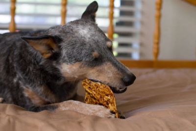 Image showing  Bully Coated Cow Ear
