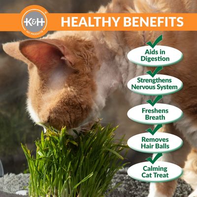 Image showing  Cat Grass Growing Refill Cups