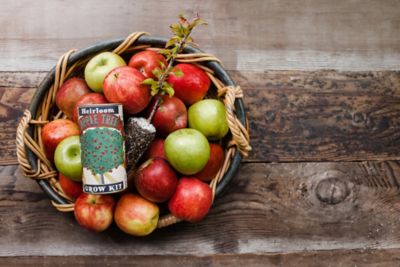 Image showing  Apple Tree Seed Grow Kit