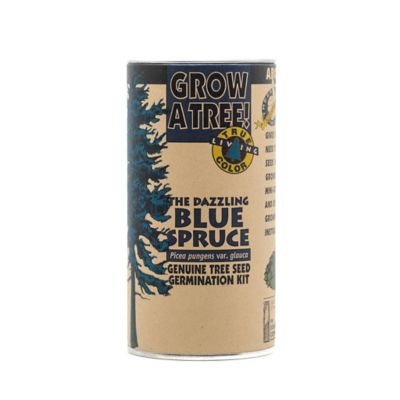 The Jonsteen Company Blue Spruce Tree Seed Grow Kit