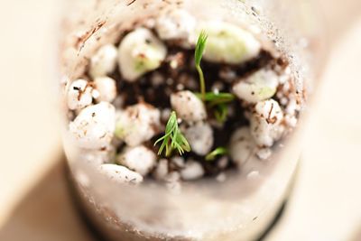 Image showing  Blue Spruce Tree Seed Grow Kit