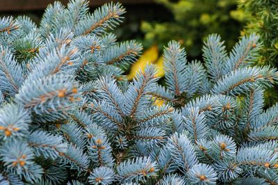 Image showing  Blue Spruce Tree Seed Grow Kit