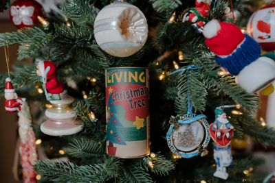 Image showing  Christmas Tree Seed Grow Kit