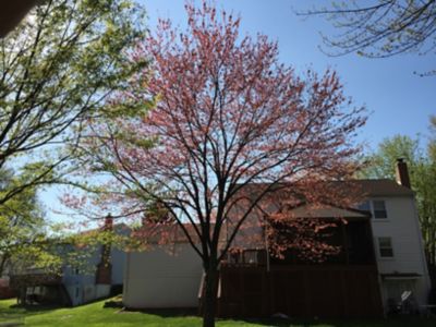 Image showing  Red Maple Tree Seed Grow Kit