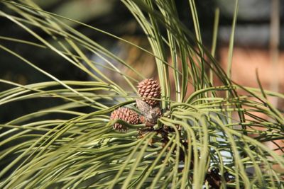 Image showing  Ponderosa Pine Tree Seed Grow Kit