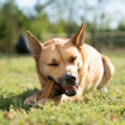Image showing  Large Yak Cheese