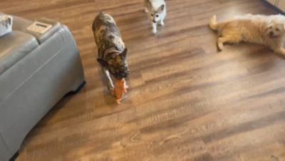 Image showing  Bulldog Crinkle Squeaker Dog Toy, 2-Pack