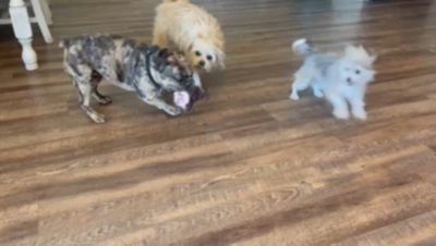 Image showing  Chihuahua Crinkle Squeaker Toy, 2 Pack