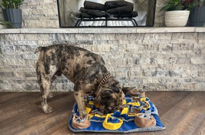 Image showing  Dichromatic Snuffle Mat for Dog's Perception of Color