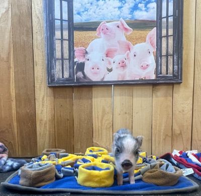 Image showing  Dichromatic Snuffle Mat for Dog's Perception of Color