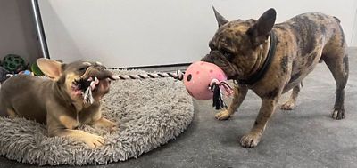 Image showing  Interactive Pig Ball & Pig Tug Rope Combo Pack