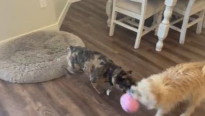 Image showing  Interactive Pig Ball & Pig Tug Rope Combo Pack