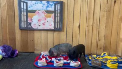 Image showing  Red, White, & Blue Snuffle Mat