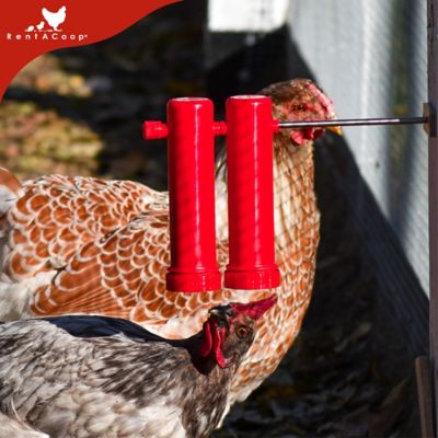 Image showing  Chicken Treat Dispenser, 2 tubes